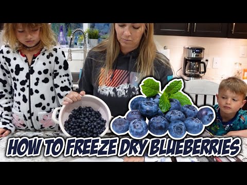 How to Freeze Dry Blueberries