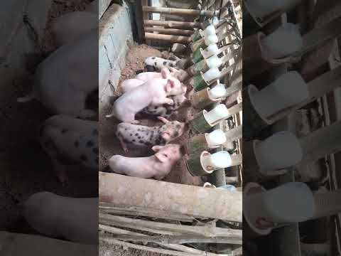 pilets milk feeder