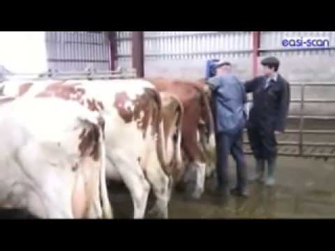 Easi-scan: the portable ultrasound scanner for bovine fertility and pregnancy diagnosis