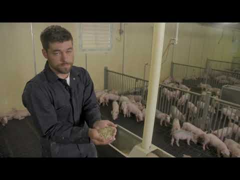 Nursery Pig Care - Feed