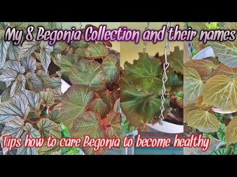My 8 Variety Begonia Collection and Their names How to care Begonia