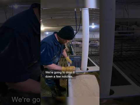 Pig Feeder Adjustments