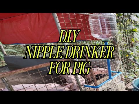 D.I.Y NIPPLE DRINKER FOR PIG||HOME VLOG✨SMALL PIGGERY, BACKYARD PIGERRY