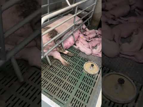 Fully installation with composite slats in the farrowing crates.