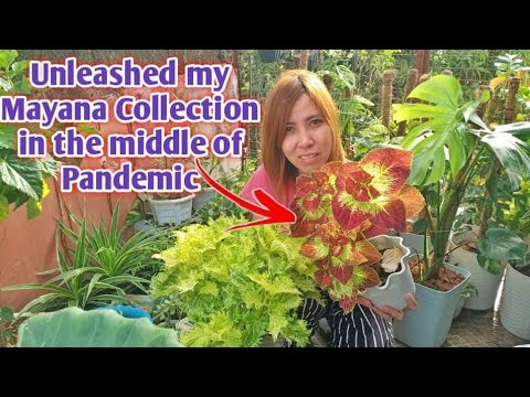 Unleashed My Mayana Collection in the middle of Pandemic Amazingly Beautiful
