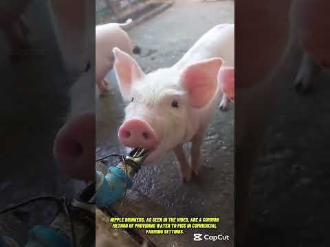 Pigs Drinking Water from a Nipple Drinker