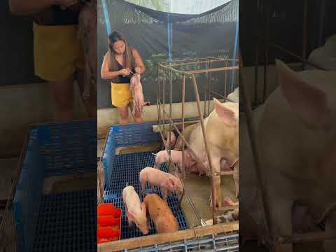 Giving vitamins to our newborn piglets #everyone #hograiser #pigfarming #farmlife