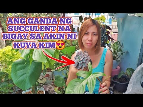GRABE! ANG GANDA NG SUCCULENTS NA BINIGAY SA AKIN NI KUYA KIM AMAZINGLY BEAUTIFUL