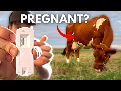 EVEN FASTER AT HOME Pregnancy Test for Cows! (IDEXX Alertys OnFarm Test)