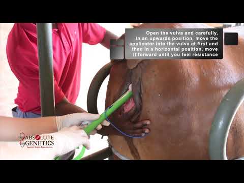 Absolute Genetics: Cattle Synchronization