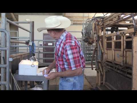 Bruce Carpenter - Cattle Reproduction - Estrus Detection Tools
