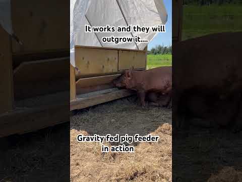 Gravity fed pig feeder. 200 pounds of feed. mounted to the back of the pig mobile shelter.