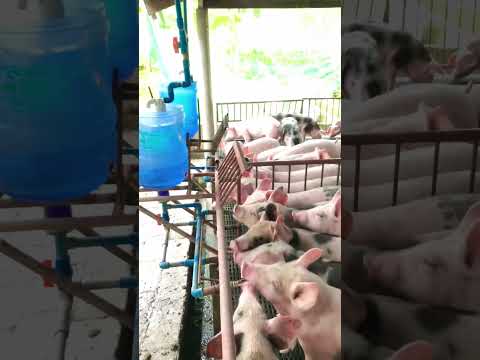 Automatic Pig water nipple drinker system #pigfeed #pigfarmer #pigfarmingbusiness