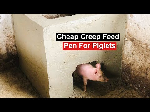 Constructing A Cheap Creep Feed Pen For Piglets