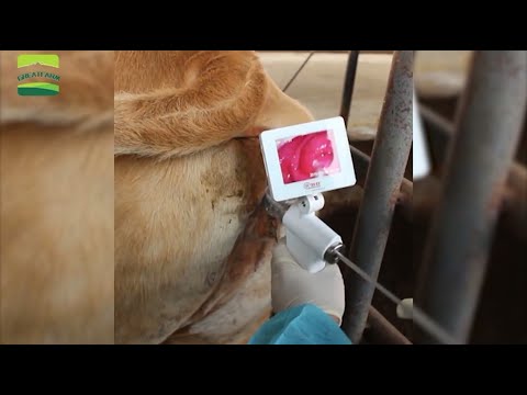 Cow visual artificial insemination gun - GREAT FARM