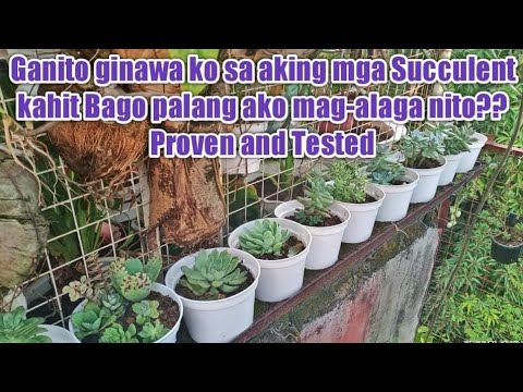 Succulents care Tips for Beginners l Tested and proven try it and you will amaze!!!