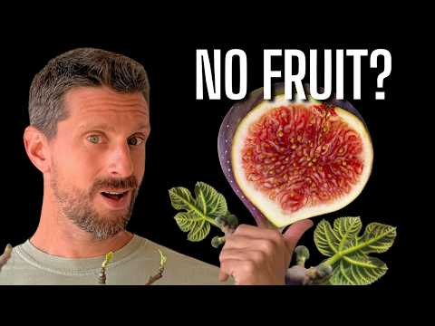 Want Thousands of Figs? Here's Why You're Not Getting Them