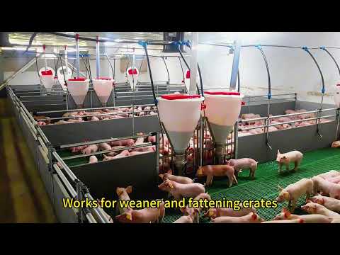 Automated dry and wet feeders for pig farms--Hengyin