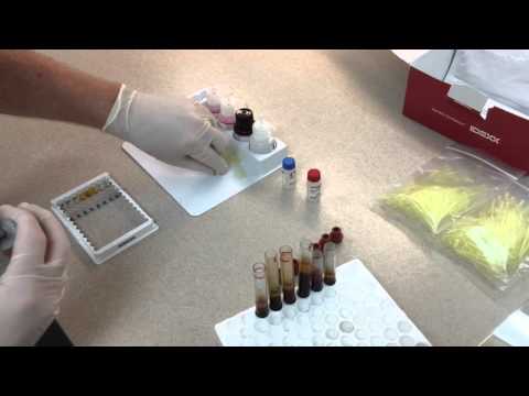 Cattle Stats Rapid Visual Pregnancy Test by Idexx