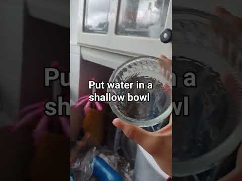 My guinea pigs don't drink water from a bowl unless... #ytshorts #cute