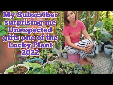 My Subscriber Surprising me the Unexpected Gift one of the Lucky Plant