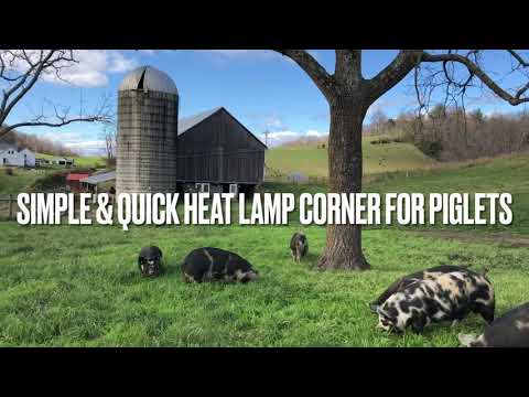 Simple and Quick Heat Lamp Corner for Piglets