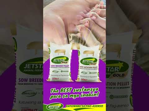 With BIOACTEIN at PROBIOTICS na nagpapaganda ang reproductive performance nila! 🐷 #Jetstar #Swine