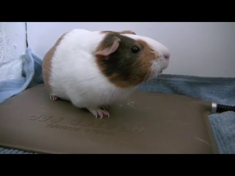 New! Small Animal Heated Pad Test and Review