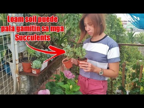 LOAM SOIL PUEDE PALA GAMITIN SA MGA SUCCULENTS l UPDATE SA AKING SYNGONIUM ALBO NA NAGING FULLMOON