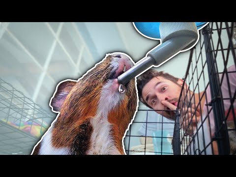 Water Bottle Problems  - Is A Bowl Better?