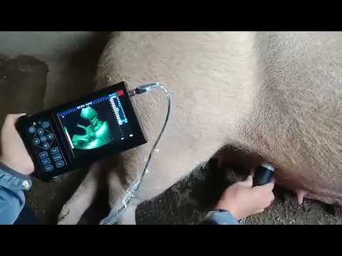 M10-Portable animal ultrasound machine for Sheep Pig and Dog