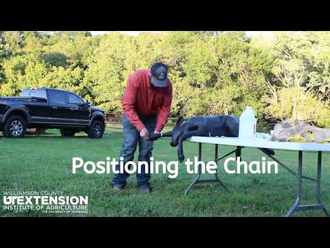 Calf Pulling with OB Chains