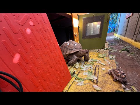 How to use & install heat mats to keep your tortoises toasty warm & get a 10% discount too! 🐢👍