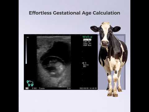 Wellue Portable Veterinary Ultrasound