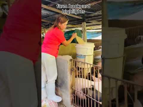 DIY AUTO FEEDER #backyardfarming #pigfeed #pig @everyone @farmbackyardhighlights