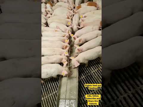 PIGLETS FEEDS AND FEEDING TIPS REGULARLY #shorts #shortvideo #pig #piggery #PIGFARM