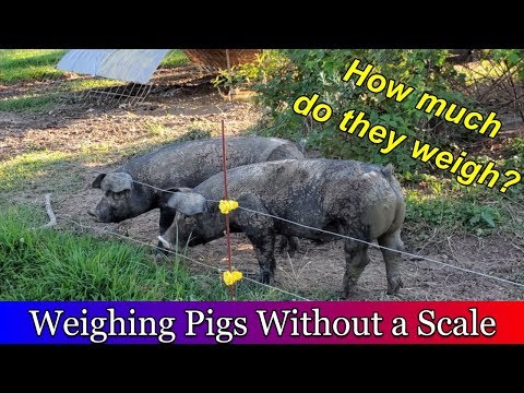 Weighing our pigs without a scale.  Calculating how much more feed we need.