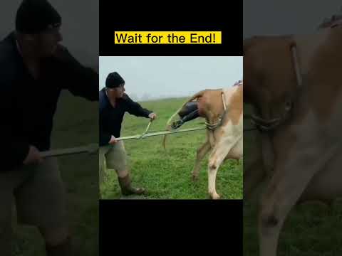 Calf Puller Usage!☺️ #shorts #viral #trending #vets #vetlovers #new #newstatus #veterinaria