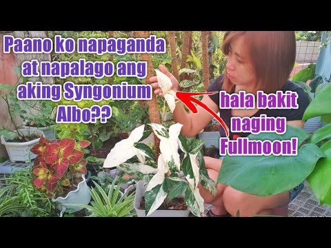 🌱 Syngonium Albo 🌱Paano ko Napaganda at Napalago Wow naging Full moon pa Paano nangyari ito?caretips
