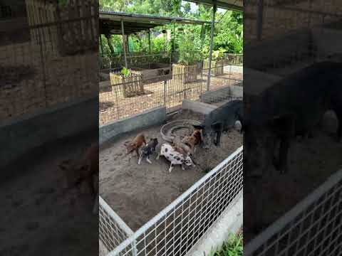 Native Pig pen! Baboy TAGALOG