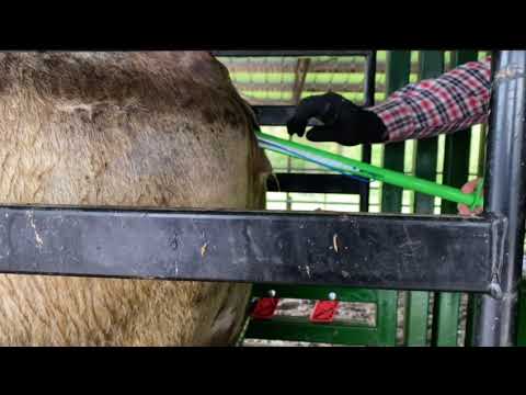 Learning how to insert a cidr in cattle to ai for the first time! #farming #ai #cow