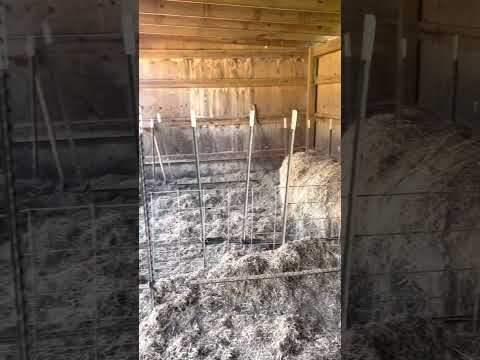 Meishan Pig Farrowing Stall Set Up