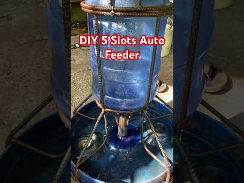 DIY 5 Slots Auto Feeder😊 #diy#pig #animals#provincelife#happyfarming