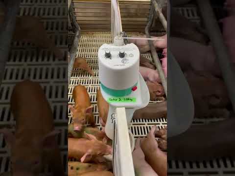 Piglets at gruel creep feeder