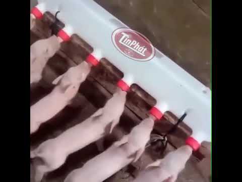Piglet Milk Feeding Bucket