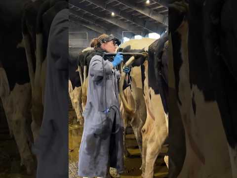 Fertility Focus: Your Essential Cow Pregnancy Test Guide