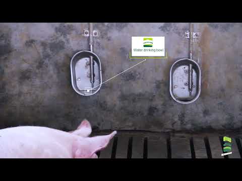 Automatic drinking water system | Modern pig farm