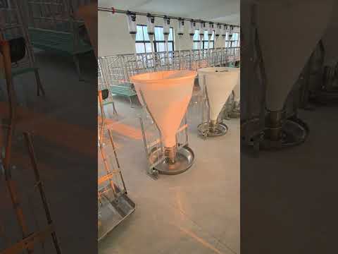Pig farm wet and dry feeder | GREAT FARM  #pigfarmvideo