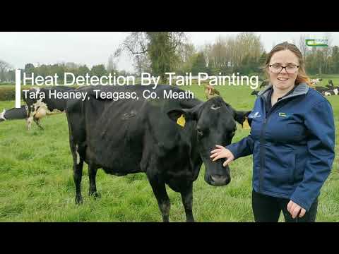 Heat Detection By Tail Painting