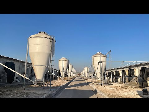 Automation feed line for pig and chicken farm of 3 30 tons storage bin galvanized material tower